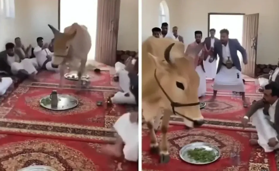 من أين أتت؟! بقرة تُربك اجتماعًا لتخزين القات.. والذكاء الاصطناعي يكشف الحقيقة